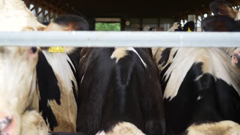 Push-in-on-large-herd-of-calves