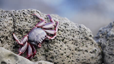 Einzelne-Rote-Sally-Lightfoot-Krabbe,-Die-Auf-Einem-Lavagestein-Auf-Den-Galapagosinseln-Läuft