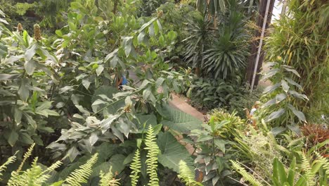 Spaziergang-Durch-Das-Tropische-Palmenhaus-In-Kew-Gardens-In-London,-Heimat-Vieler-Exotischer-Pflanzen-In-Ihren-Gemäßigten-Gewächshäusern