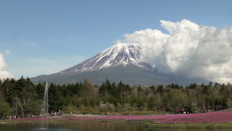 Wide-shot-of-a-fountain-at-Fuji-Shiba-sakura-festival-with-the-scenic-snow-covered-Mt