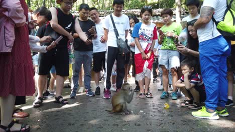 Zhangjiajie,-China---August-2019-:-Crowd-of-chinese-tourists-throwing-pieces-of-fruit-food-to-small-wild-monkey,-Ten-Mile-Gallery-Monkey-Forest,-Zhangjiajie-National-Park