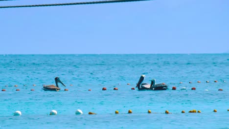 Wunderschöne-Landschaft-Mit-Pelikanen,-Die-Zusammen-Im-Wasser-Neben-Einem-Fischernetz-Auf-Curaçao-Schwimmen-–-Ruhige-Aufnahme