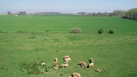 Kühe-Auf-Grasland-In-Der-Niederlande-Drohnenansicht