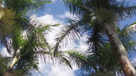 A-shot-from-the-bottom-up-of-palm-tree-tops-with-a-background-of-blue-sky-with-white-clouds