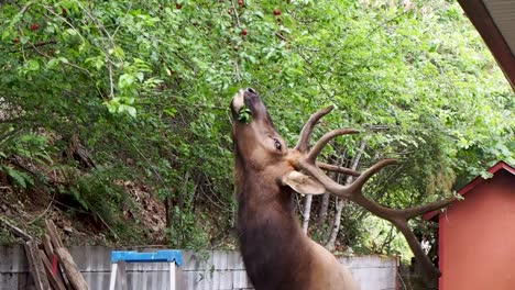 Elk-Comiendo-Ciruelas-En-El-Patio-Trasero-De-Un-Pequeño-Pueblo-De-Canadá