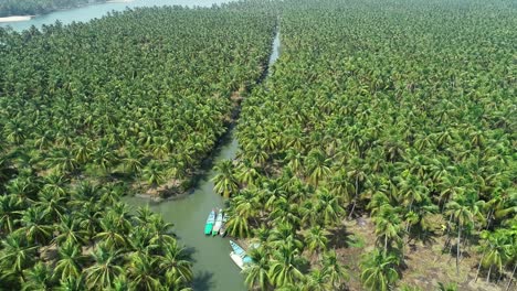 Palm-trees-growing-densely-along-the-riverbank,-aerial-tilt