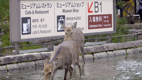 Zwei-Weibliche-Hirsche-Spielen-Im-Wasser-Vor-Einem-Schild-Für-Ein-Museum-Und-Restaurant-Im-Nara-Hirschpark-In-Japan