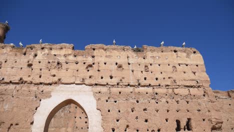 Marokko-Störche-Oben-Auf-Der-Mauer