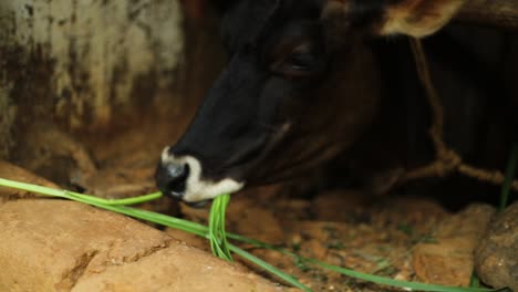 Handheld-Slow-motion-shot-boy-petting-black-cow-eating-grass,-Indian-village