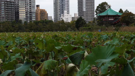 Shinobazu-pond-full-of-lotuses-and-Benten-do-tower-on-background-in-Ueno-Park,-Tokyo