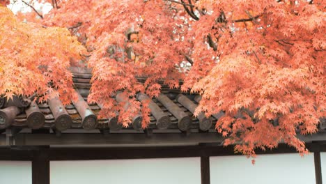 Beautiful-Orange-momiji-leaves-in-autumn-seeason-with-traditional-rooftop-palets-in-Kyoto,-Japan-soft-lighting-slow-motion-4K