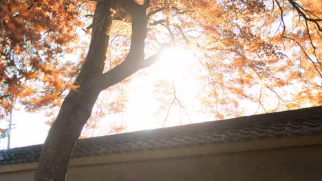 Sun-flaring-through-the-orange-momiji-leaves-during-autumn-season-in-Kyoto,-Japan-soft-lighting-slow-motion-4K
