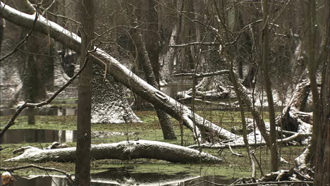 snowing-in-swamp-in-Eastern-North-Carolina