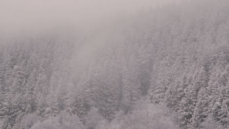 snow-covered-spruce-trees-shake-in-foggy-clouds