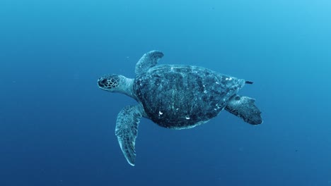 Schildkröte-Draußen-Auf-Dem-Meer-Herumfahrend,-Weitwinkel