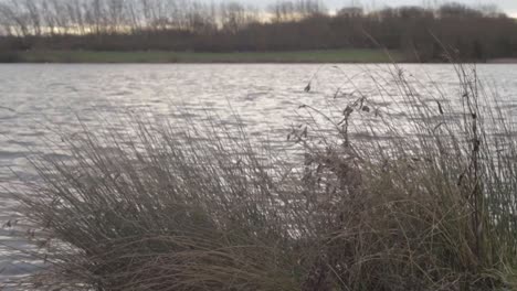 View-of-rippling-lake-through-reeds-wide-shot