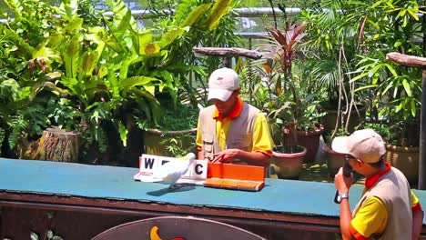 A-white-color-bird-performing-some-cute-stunts-for-the-tourists-at-the-bird-park