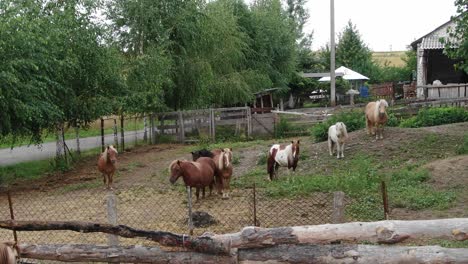 Luftbild-Von-Ponys-Auf-Einem-Feld,-Das-Rückwärts-Fährt