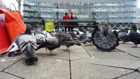 Quirky-low-pov-walking-with-the-pigeons-in-cold-Copenhagen-city,-Denmark