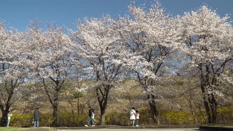 Parejas-Coreanas-Con-Mascarillas-Protectoras-Disfrutando-De-La-Temprana-Flor-De-Cerezo-De-Sakura-En-Seúl