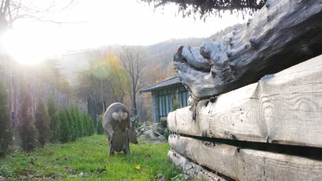 Restaurantmitarbeiter-Fanden-Im-Wald-Ein-Junges-Reh