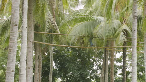 Philippinischer-Kokosnussbauer-Geht-über-Einen-Bambusübergang,-Um-Den-Anderen-Baum-Zu-Erreichen