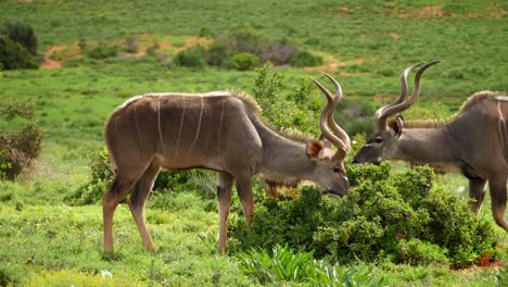 A-rare-moment-when-an-adult-male-Kudu-approaches-another,-instigating-a-small-conflict-as-their-horns-lock-together-for-several-seconds