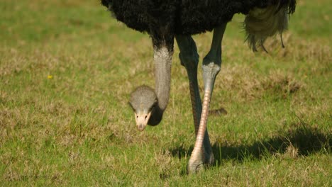 Portrait-view-of-male-ostrich-lowering-head-to-ground-to-eat-green-grass