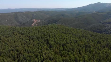 Aerial-flight-over-natural-pine-tree-forest-during-beautiful-summer-day-in-Monchique,Portugal