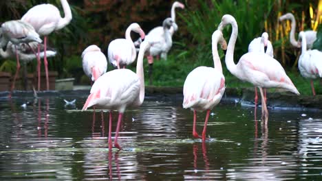group-of-greater-flamingo-in-pond