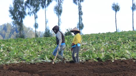 a-vegetable-garden-farmer-is-picking-up-soil-in-preparation-for-planting-carrots,-cabbage-or-other-vegetables