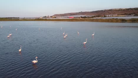 Beautiful-pink-flamingos-on-the-calm-waters-of-Vendicari,-Sicily---slow-motion-aerial