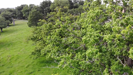Aerial-of-sessile-oak-tree-and-green-forest,-red-house-in-background
