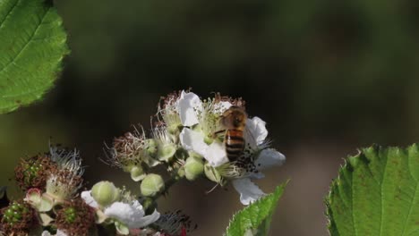 Honigbiene,-Apis-Mellifera-Einzelnes-Insekt-Auf-Brombeerblüte
