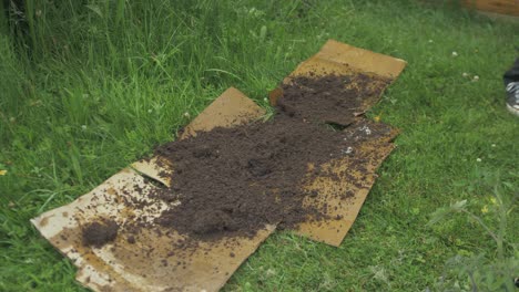 Shovelling-soil-onto-cardboard-in-garden,-no-dig-gardening-method