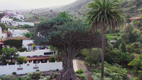 El-Drago-Milenario,-the-oldest-specimen-of-the-Dragon-tree,-dracaena-draco,-in-Tenerife,-Spain,-surrounded-by-tall-palms,-a-typical-spanish-town-in-the-background,-rotating-zoom-out-aerial-view-4K