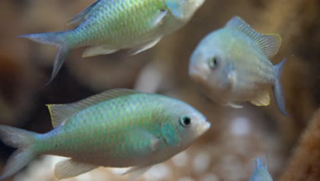 Kamerafahrt-Von-Wunderschönen-Kleinen-Fischen-Mit-Neonhaut-Im-Aquarium-Tagsüber