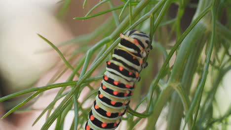 Macro-shot-of-a-swallowtail-butterfly-caterpillar-on-a-branch-of-anise-as-it-looks-for-something-to-eat