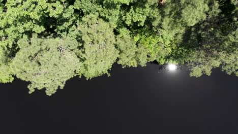 Drone-footage-of-pond-with-live-lolly-trees