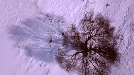 Birds-Eye-Shot-Flying-Over-A-Single-Brown-Foliage-Tree-On-A-Snow-Covered-Farm-In-Sunset-Golden-Time-When-Shadow-Rises-In-Cold-Winter-In-Iran