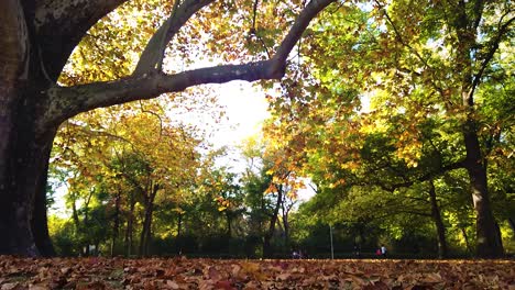 Goldene-Herbstszene-Im-Margaret-Island-Park-In-Budapest