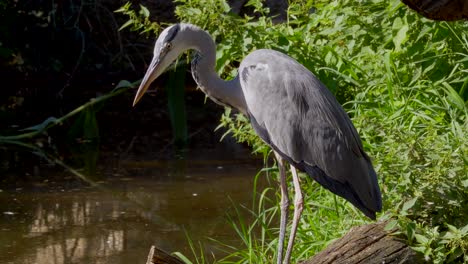 Beautiful-majestic-grey-heron-standing-and-shore-of-natural-pond-during-sunny-day-in-nature