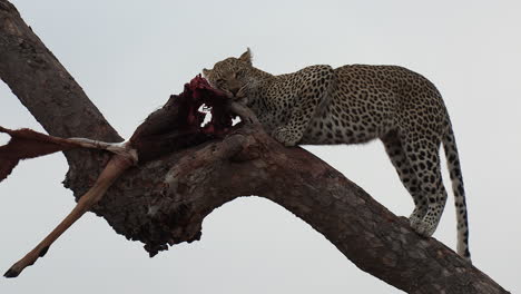 Abendaufnahme-Eines-Leoparden,-Der-Hoch-Oben-Auf-Einem-Baum-An-Den-Knochen-Eines-Impalas-Nagt
