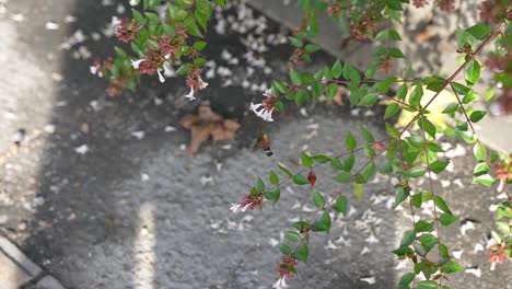 Hummingbird-hawk-moth-drinking-nectar-in-Slow-Motion