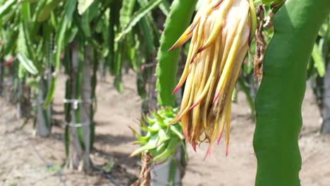 Yellow-skinned-dragon-fruit-growing-on-a-farm-in-the-Mekong-Delta-farming-area-of-rajkot,-gujarat,-india