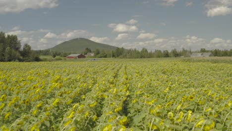 Helle,-Lebendige-Reihen-Von-Sonnenblumen,-Die-Auf-Ackerland-Im-Norden-Von-Maine-Wachsen