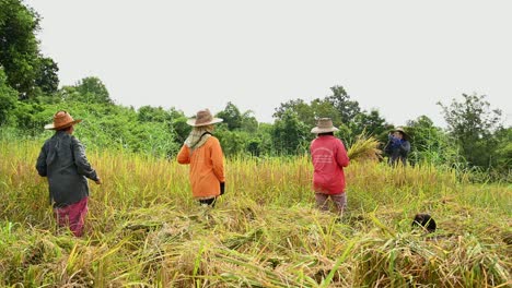 Cosechar-Arroz-A-Mano-En-Tailandia