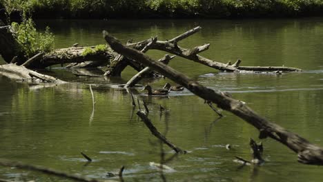 Couple-of-ducks-swimming-across-the-water-and-joining-a-group-on-the-branches