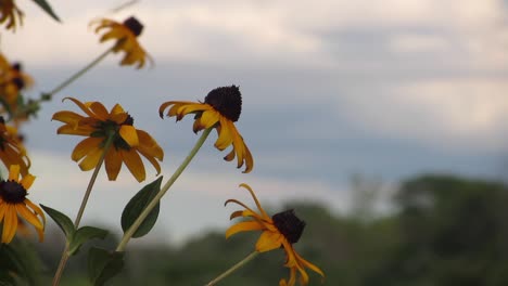 Black-eyed-Susan---Yellow-coneflower-flowers-with-blurred-sky-background