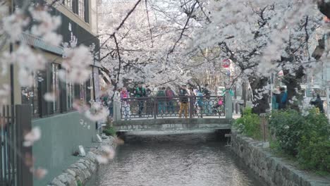 Tourists-Viewing-The-Beautiful-Sakura-Cherry-Blossoms-At-The-Takasegawa-River-In-Kawaramachi,-Kyoto,-Japan-In-Spring---wide-slowmo-shot
